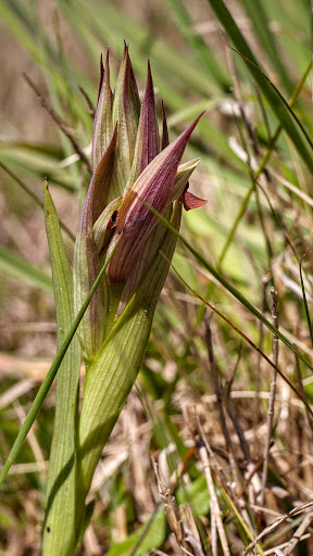 Serapias parviflora