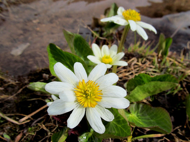 Marsh Marigold (Caltha leptosepala)