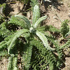 California Yarrow