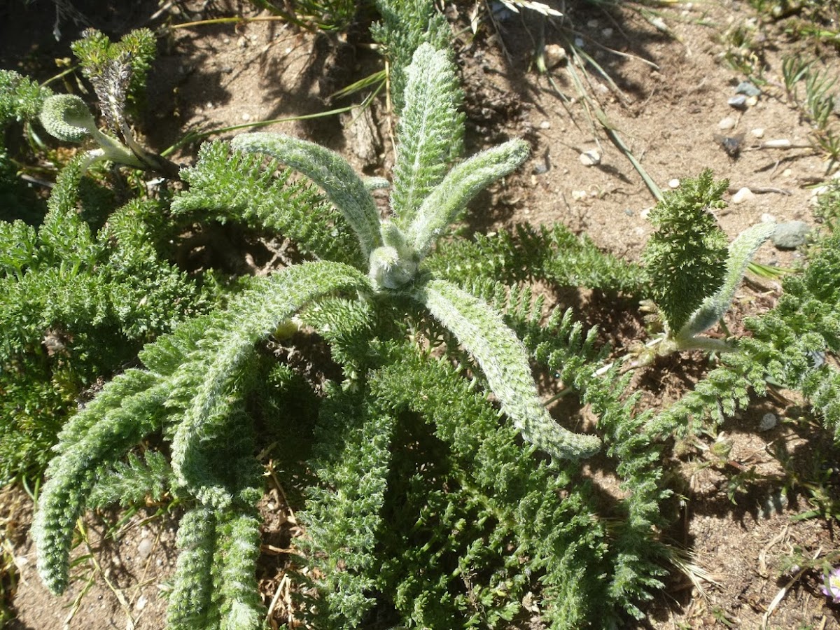 California Yarrow