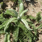 California Yarrow