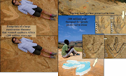 LEFT: UCT PhD student Miengah Abrahams lies next to the megatheropod tracks found in western Lesotho. Abrahams is 1. 6 m tall. RIGHT: Photograph showing an overview of the Lesotho palaeosurface which contains the footprints of theropod dinosaurs and the 57 cm-long megatheropod footprints. Inserts are of typical theropod footprints on the ancient surface in comparison to the megatheropod tracks. The Basotho boy is sitting next to a megatheropod footprint which was being cast in blue silicon rubber.