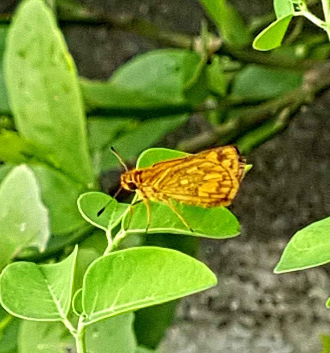 Grass skipper