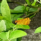 Grass skipper