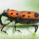 Ironweed Curculio