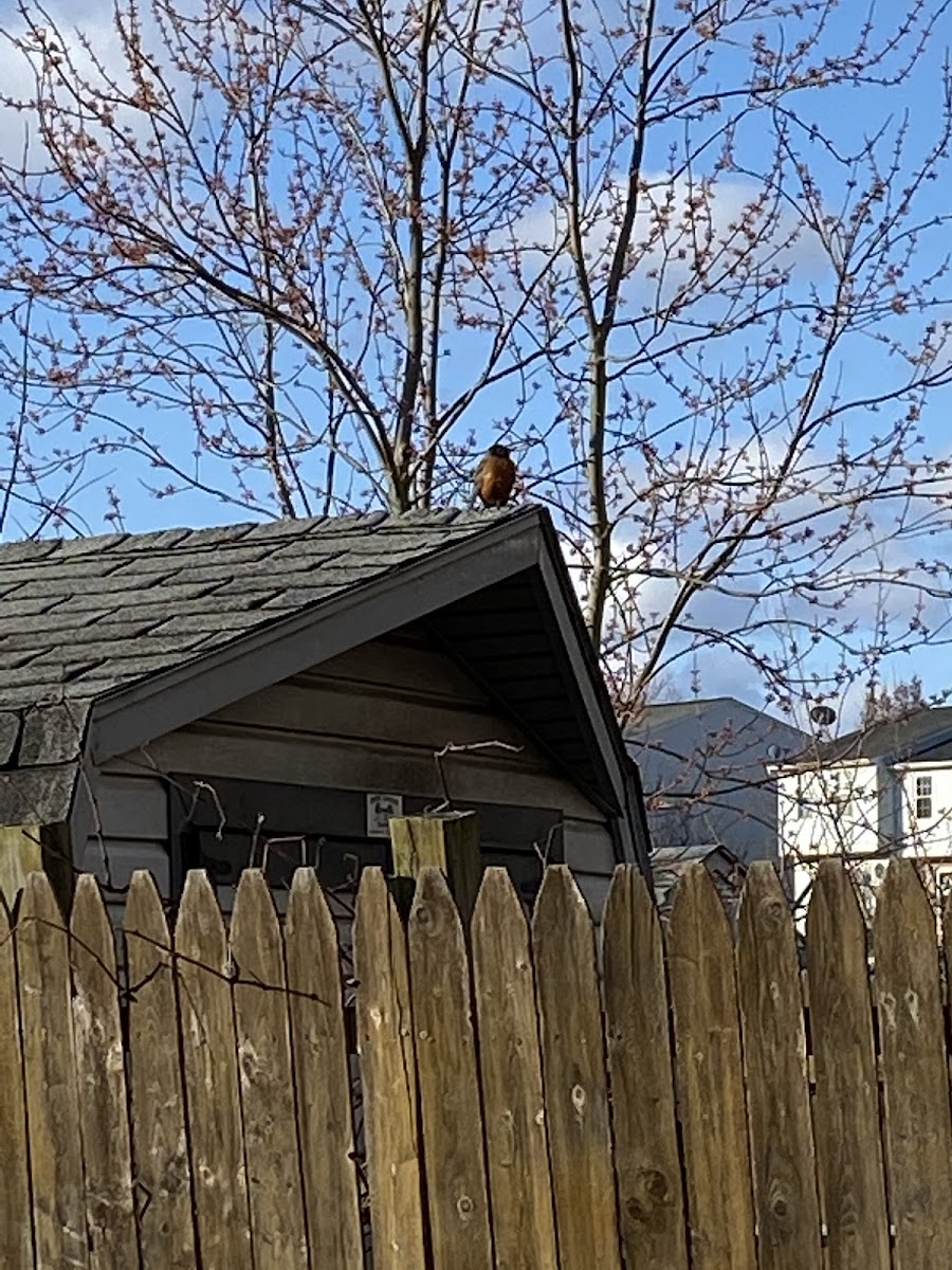 American Robin