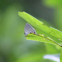 Common Cerulean