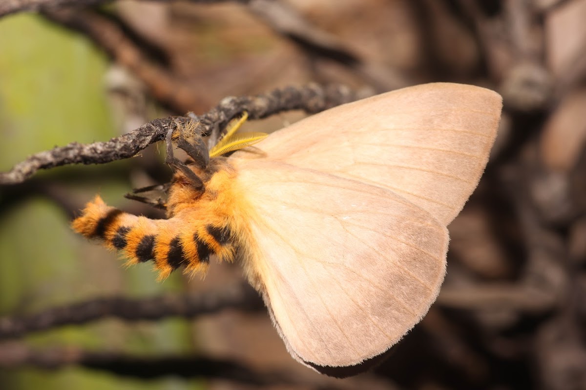 Fuzzy Bunny Moth