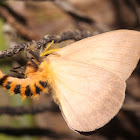 Fuzzy Bunny Moth