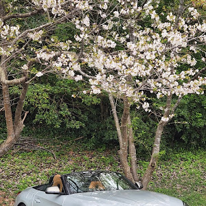 Z4 ロードスター G29