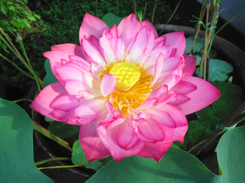 Chuyên bán các loại hoa hồng leo, hồng đứng đủ màu, cây hương thảo, hoa lạ đẹp - 38