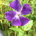 greater periwinkle