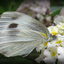 Cabbage White