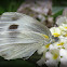 Cabbage White