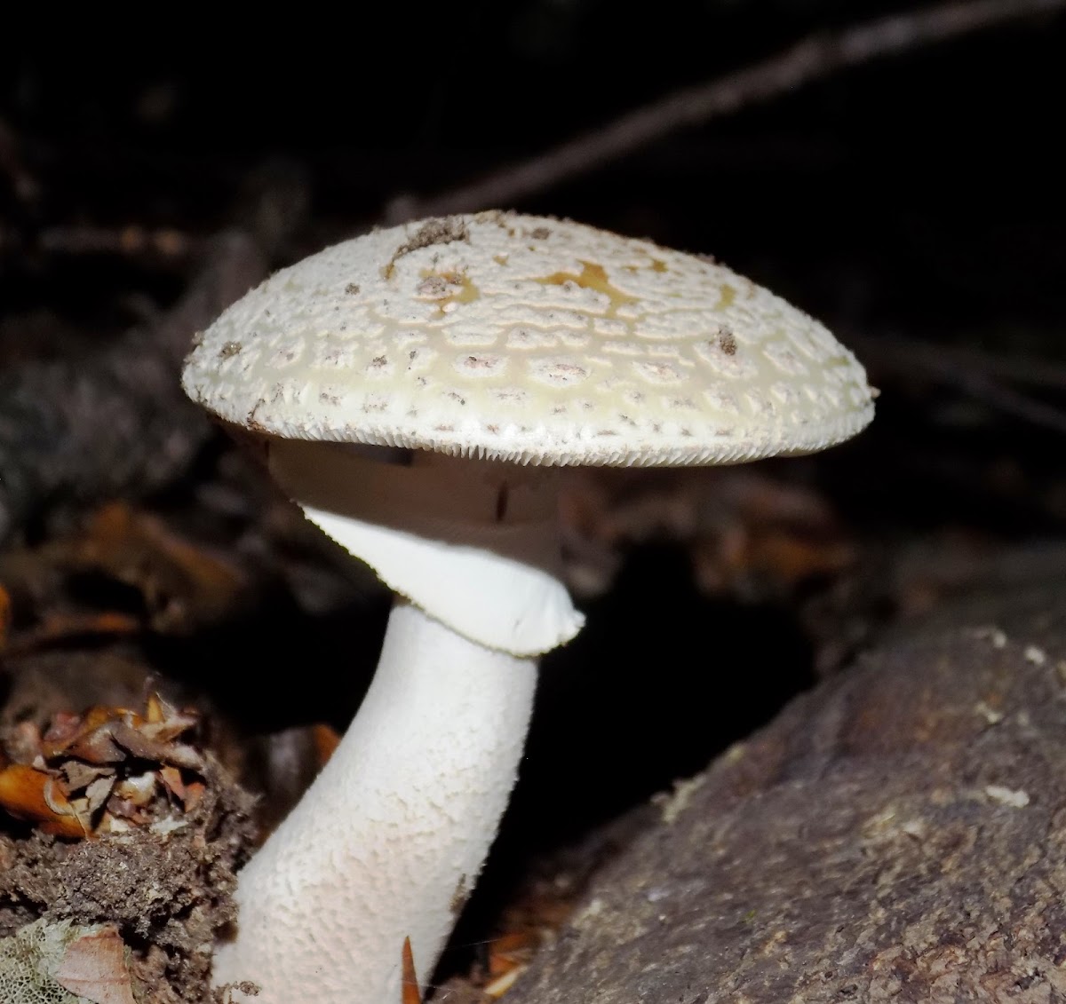 False death cap