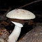 False death cap