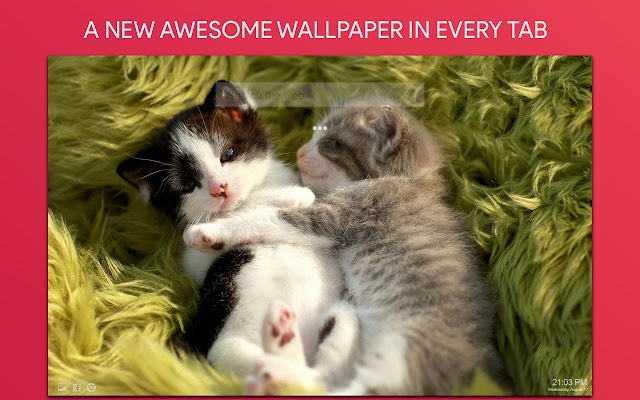 Kitten Wallpaper HD Custom New Tab
