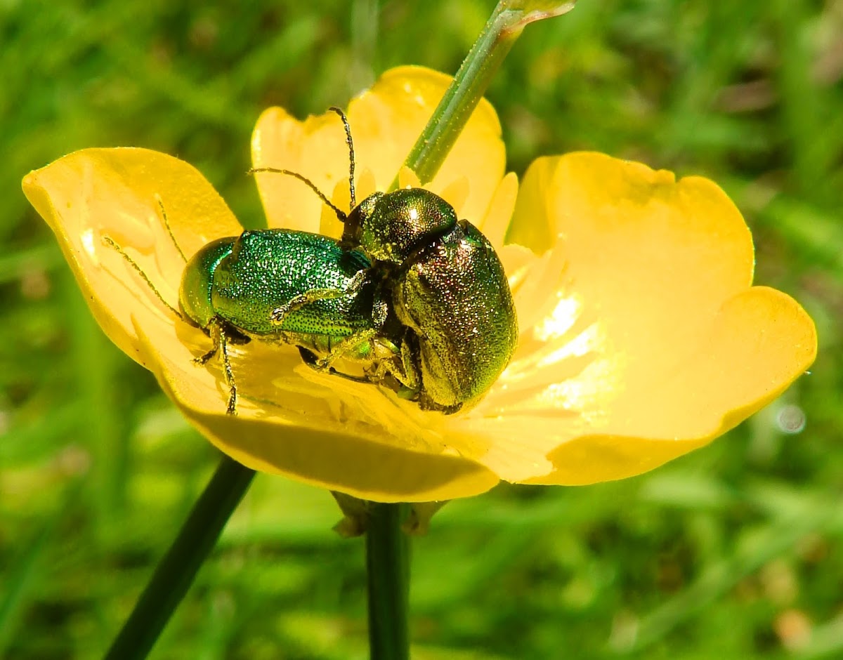 Leaf beetles