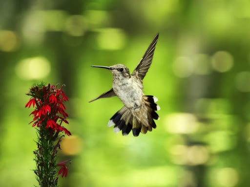 Hummingbird Wallpapers