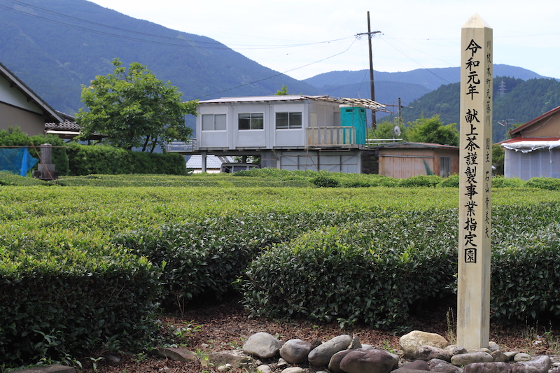 川根本町 藤川地区 茶畑