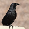 Fish Crow