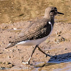 Common Sandpiper