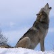 Wolf Howl Sound Download on Windows