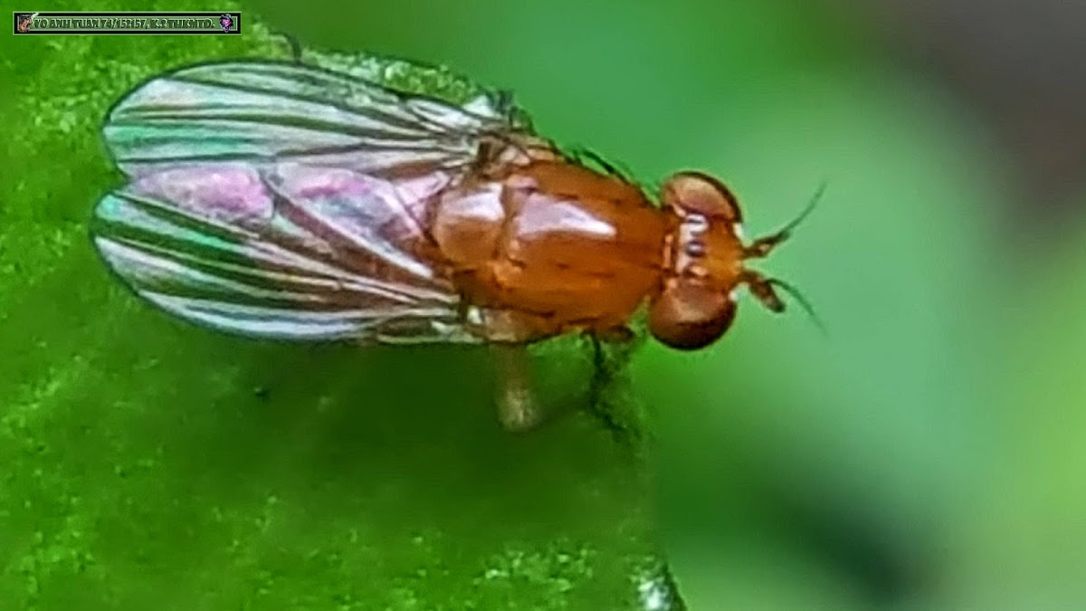 Lauxaniid fly