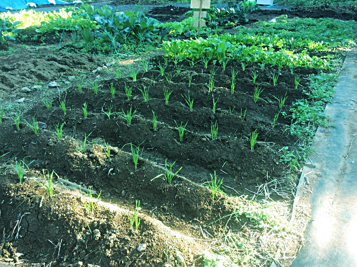 10月頃の植えた様子