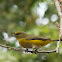 Purple-throated Euphonia - female