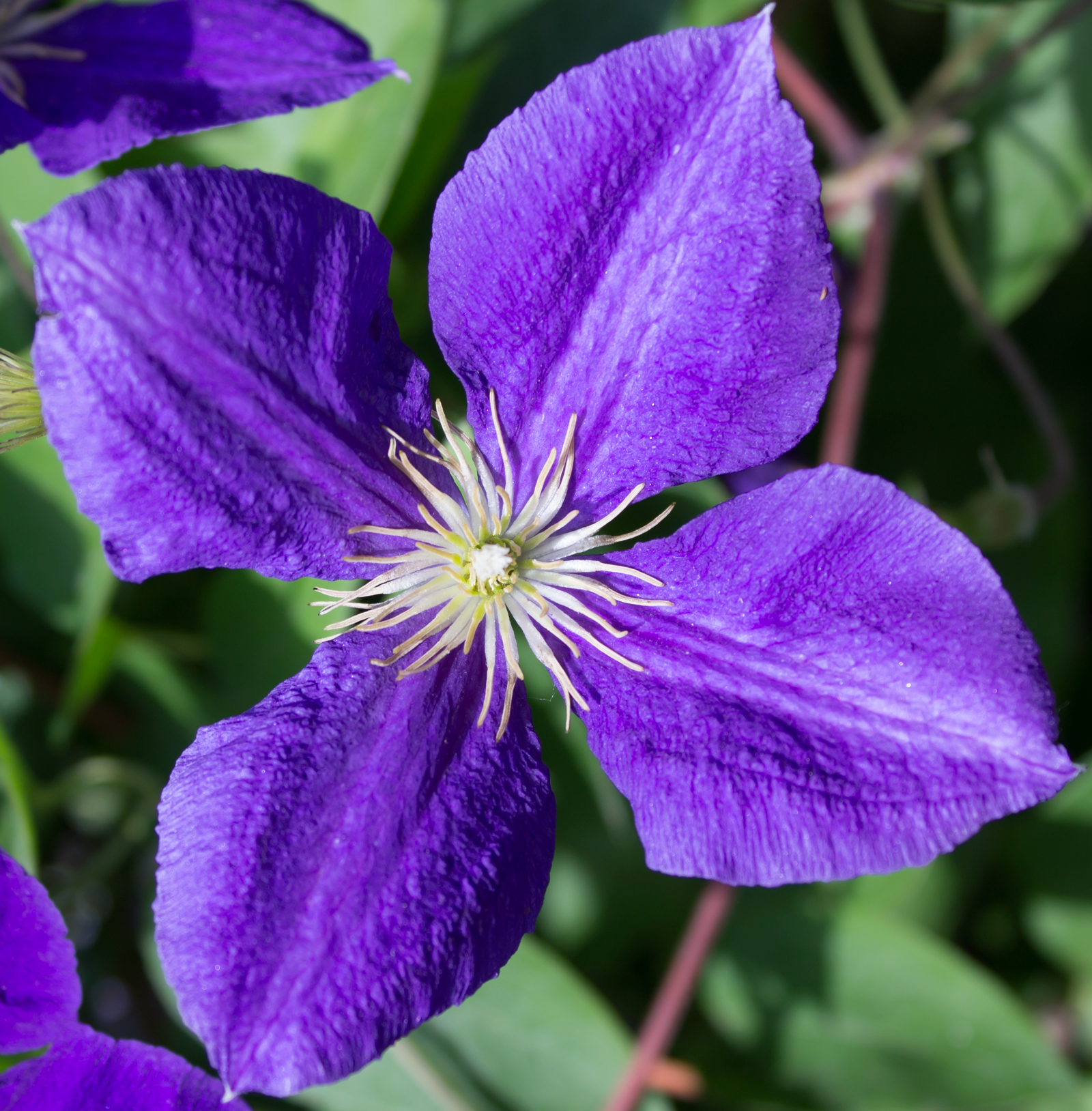 Il Fiore di Miche