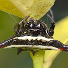 Spiny orb-weaver