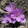 Feinbrun's colchicum