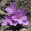 Feinbrun's colchicum