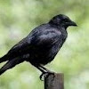 Crow