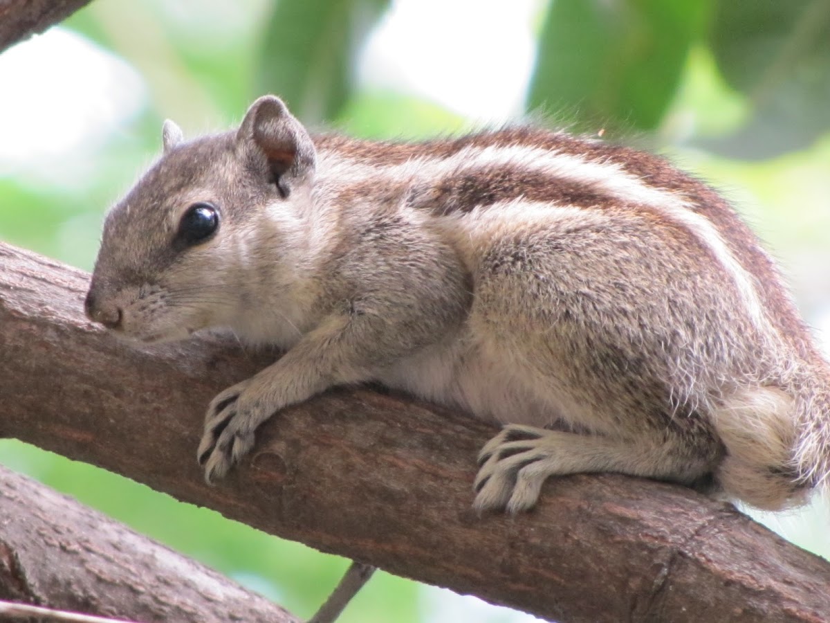 Indian Palm Squirrel