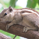 Indian Palm Squirrel