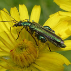 Swollen thighed beetle