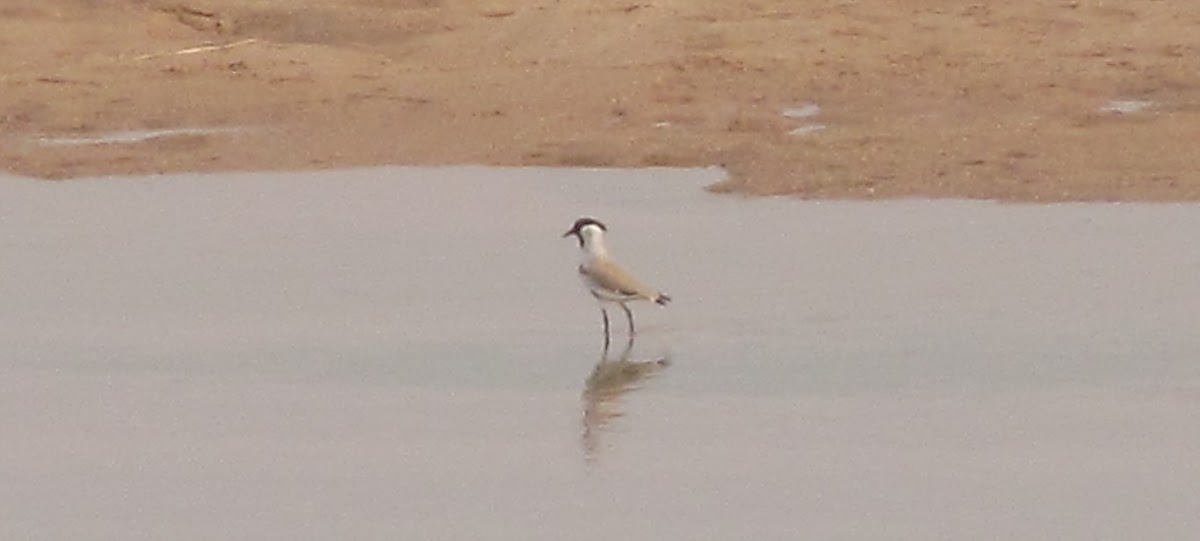 River Lapwing