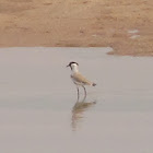 River Lapwing