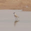 River Lapwing