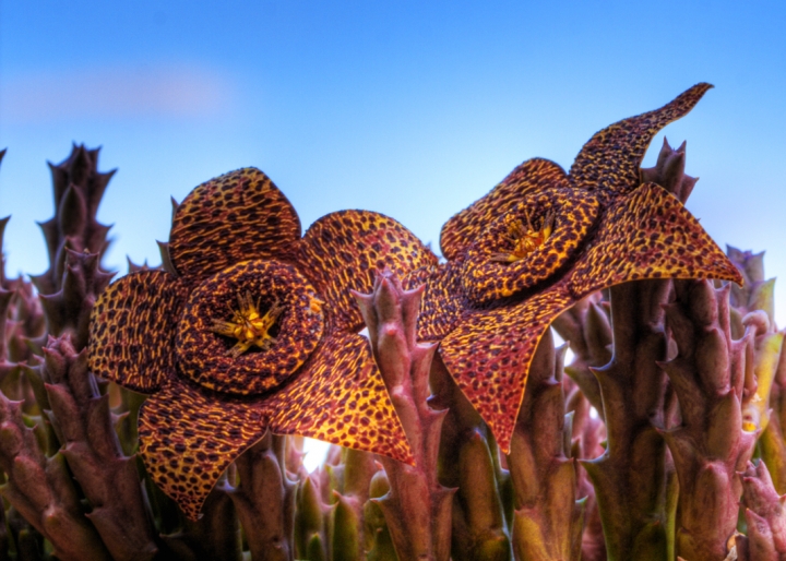 Alien Flowers di caremaz