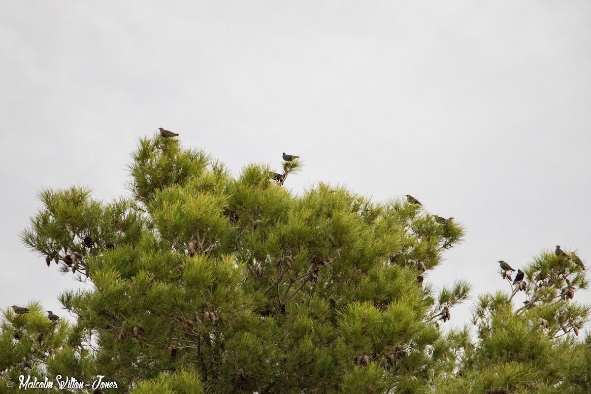 Starling; Estornino Pinto