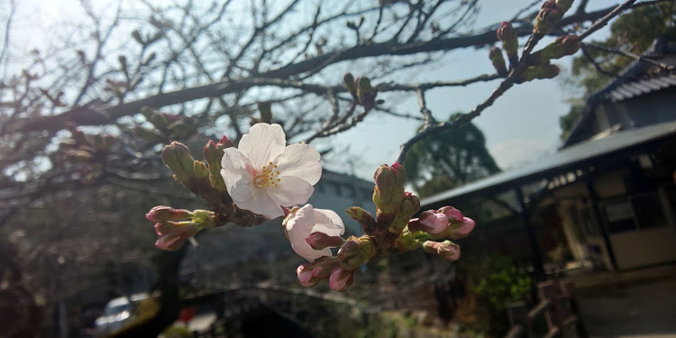 プリウスの長崎県諫早市・諫早公園・日当たり良い場所は・8割以上咲いてる・チームローガン九州に関するカスタム事例の投稿画像4枚目