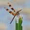 Halloween Pennant Dragonfly