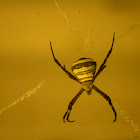 Signature Spider