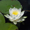 White water Lily