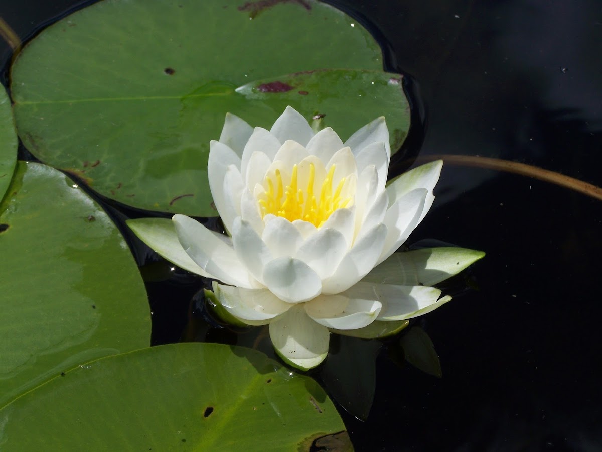 White water Lily