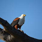 African fish eagle