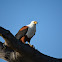 African fish eagle